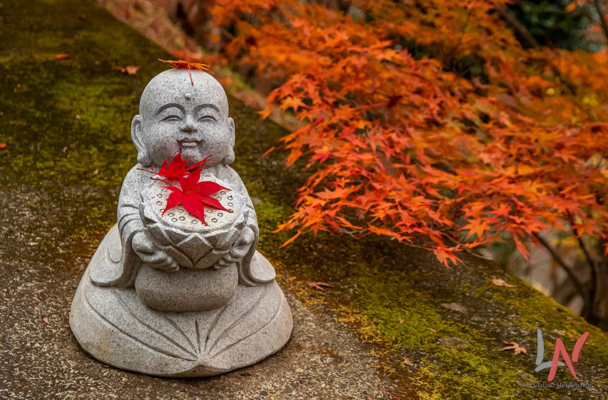 Mehr über den Artikel erfahren 20.11.2022: Momiji in Nord-Ibaraki